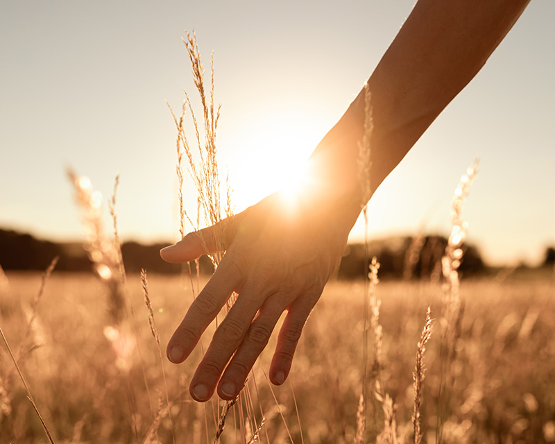 Hand reaching through wheat field for individual therapy in Lexington, MA